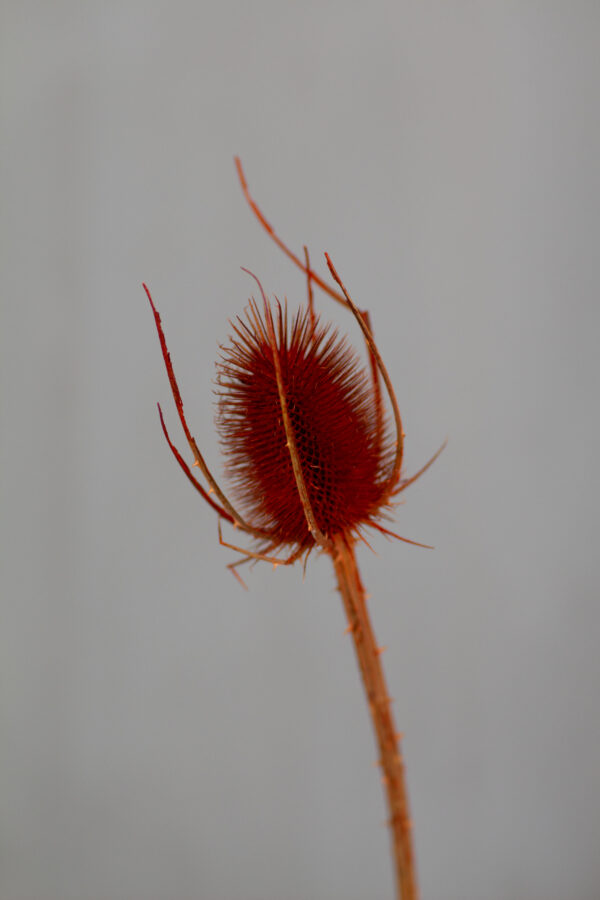 Usnis | Raudonas | Chardon - Image 5
